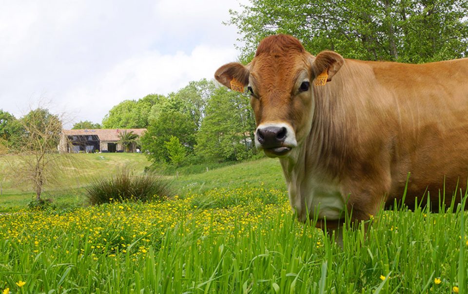 EKDP_Notre vache_1440x653