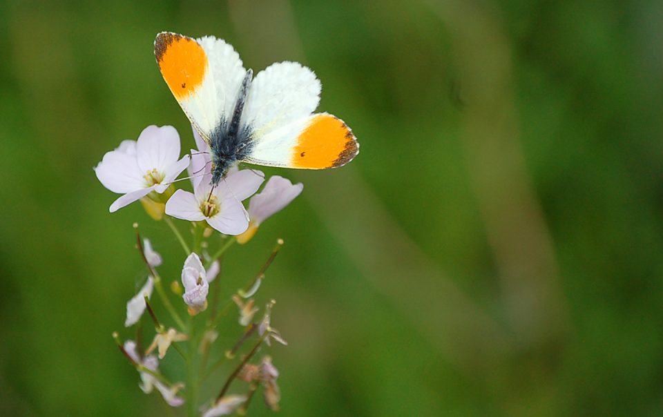 Papillon bis_1440x960